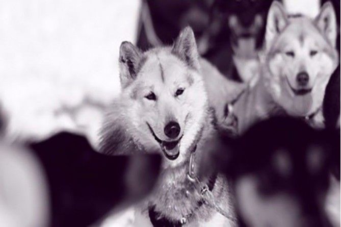 Paseo en mushing