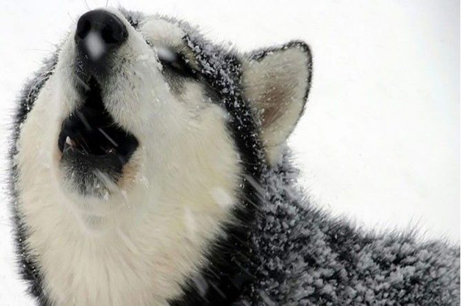 Paseo en mushing