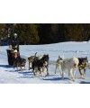 Paseo en mushing